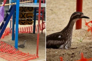 aussie school playground out of bounds after rare sandpit discovery