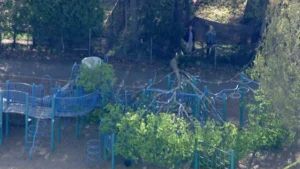 The tree was pictured hanging over playground equipment and fencing. 