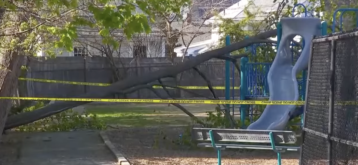 Playground Tree Fall Child Killed and Two others Injured After Tree Falls onto School Playground