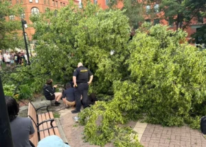 Police respond after a tree fell in St. Paul’s Mears Park during a block party, injuring a woman Friday, May 29, 2026.