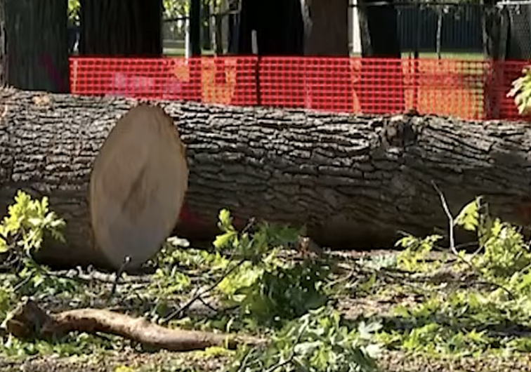 Fallen tree trunk with orange barrier